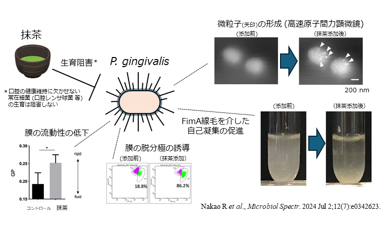 図. 抹茶による P. gingivalis への作用のまとめ