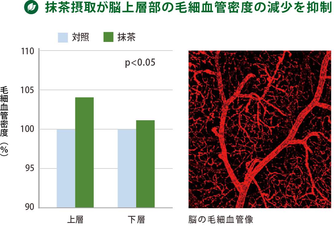 図9．抹茶による脳毛細血管の老化予防