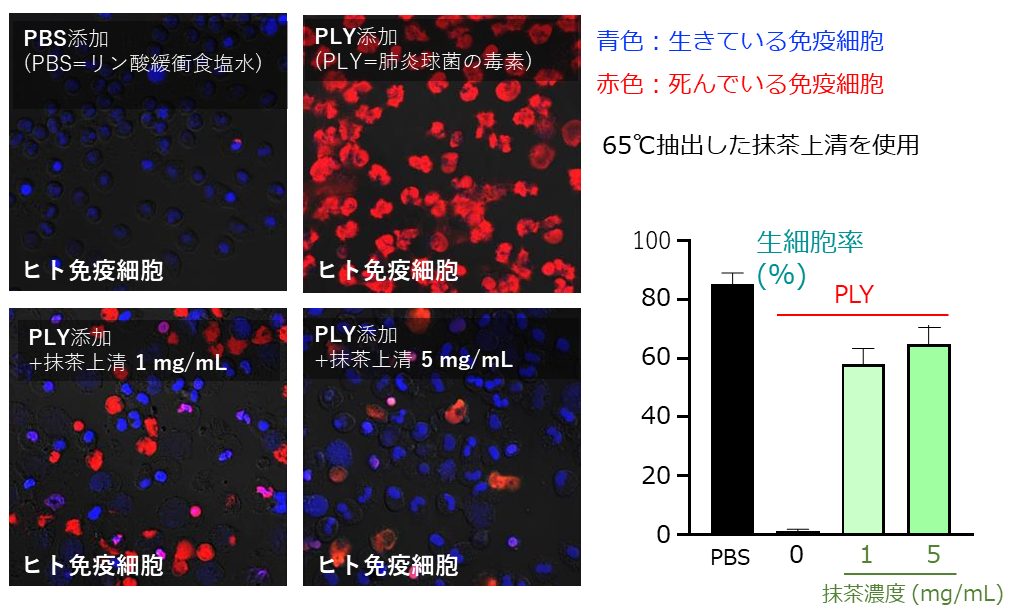 図10. ヒト免疫細胞の肺炎球菌毒素PLYによるダメージと抹茶による回復